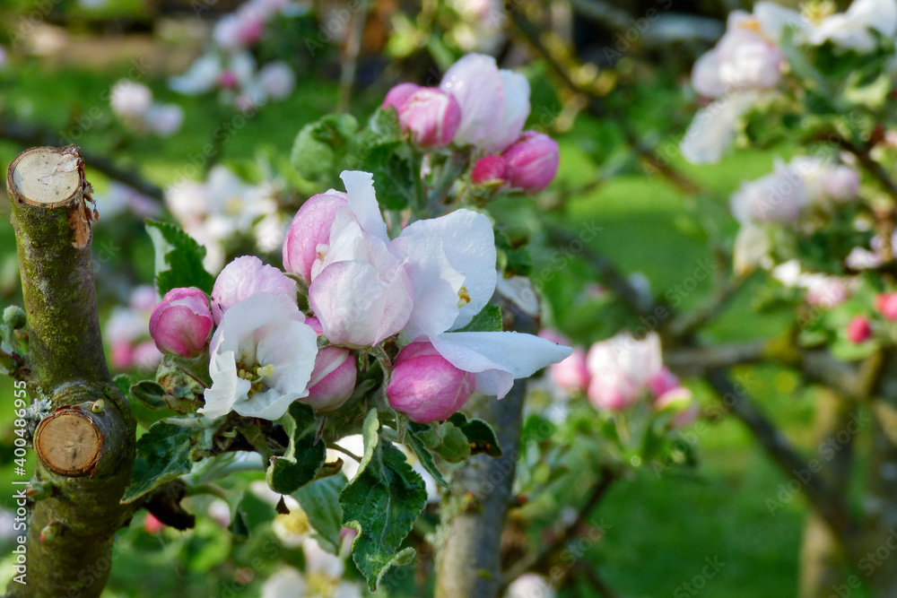 Fototapeta premium pink and white blossom flowers and buds