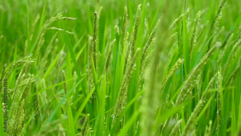 Paddy stalk and Rice flowering in the field at Mae Klang Luang, Doi Inthanon Chiangmai Thailand. Paddy stalk and Rice flowering in the field at Mae Klang Luang, Doi Inthanon Chiangmai Thailand.