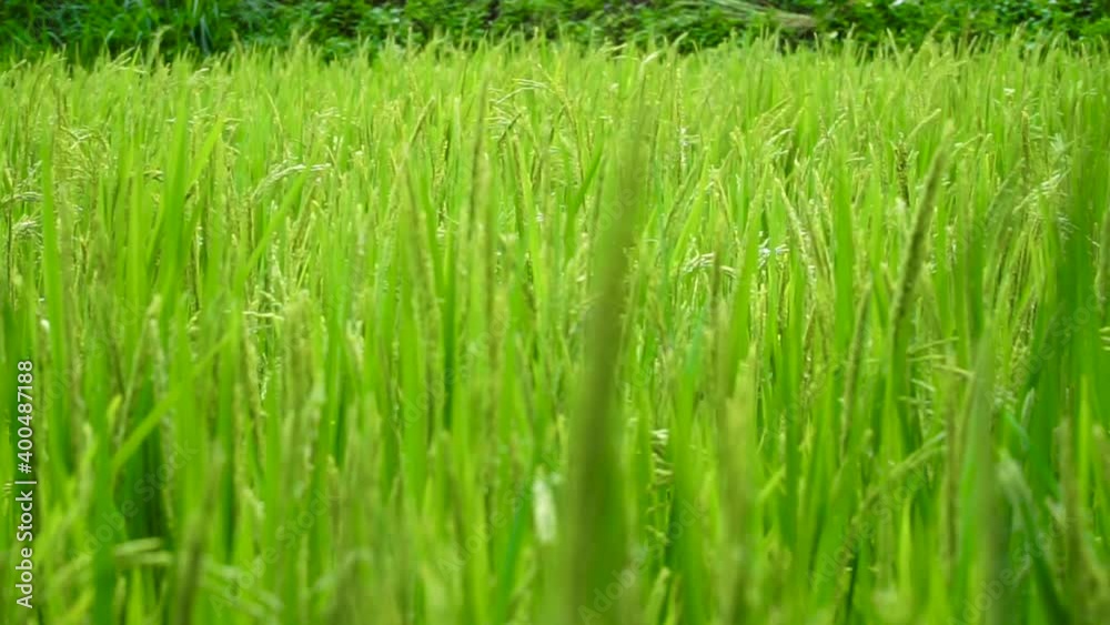 Paddy stalk and Rice flowering in the field at Mae Klang Luang, Doi Inthanon Chiangmai Thailand. Paddy stalk and Rice flowering in the field at Mae Klang Luang, Doi Inthanon Chiangmai Thailand.