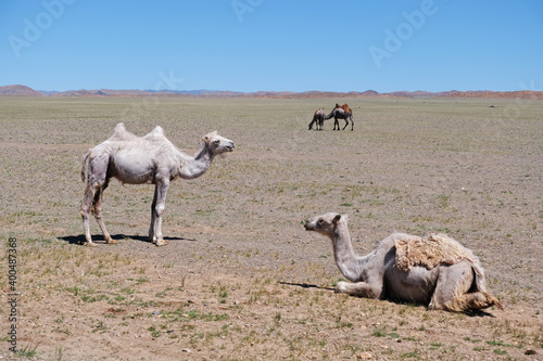 A camel in desert of Western Mongolia