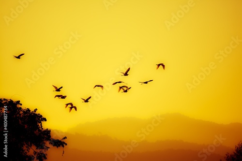 birds on sunset