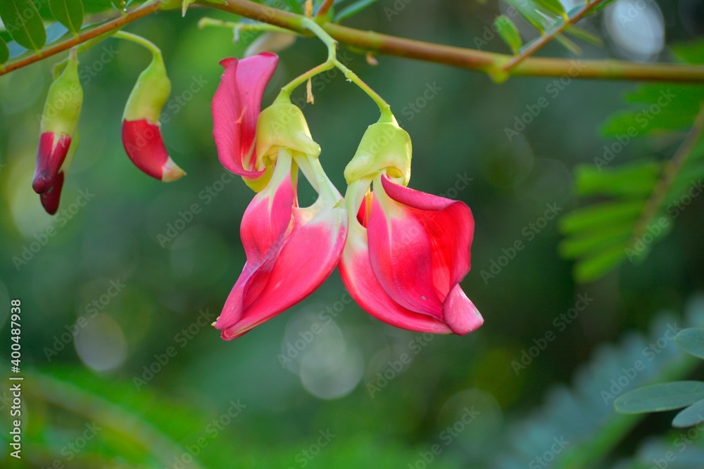 red flower in the garden