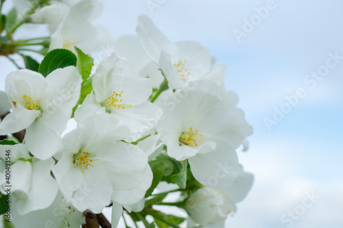 White flowers of an apple tree close-up on a background of blue sky. Macro. Selective focus.