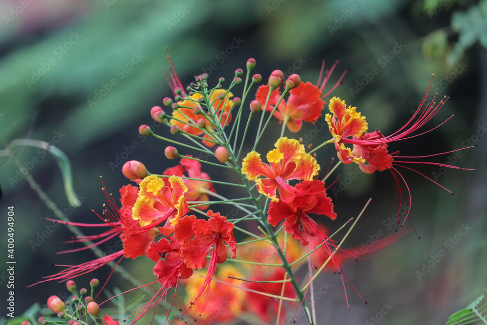 red and yellow flower