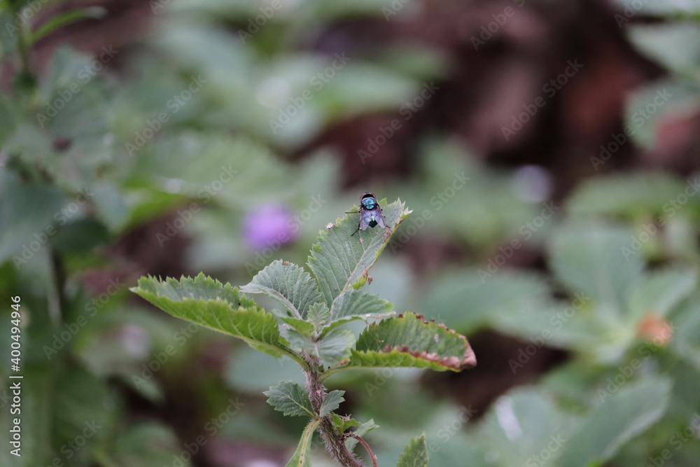 dragonfly on a leaf dragonfly on a leaf