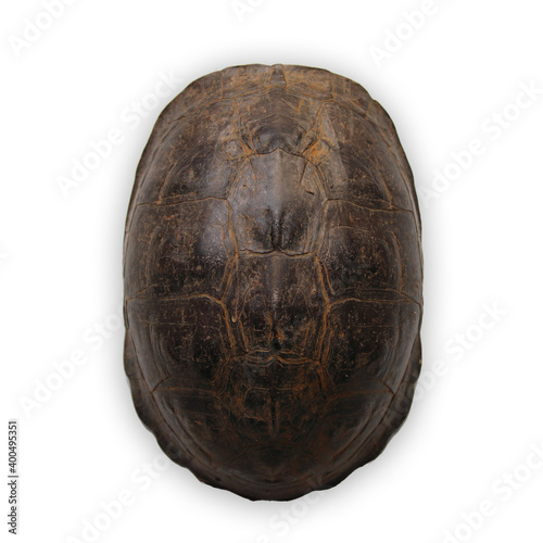 Tortoiseshell details on the back isolated on white