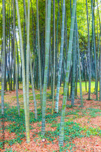 Bamboo forest background with green grass 