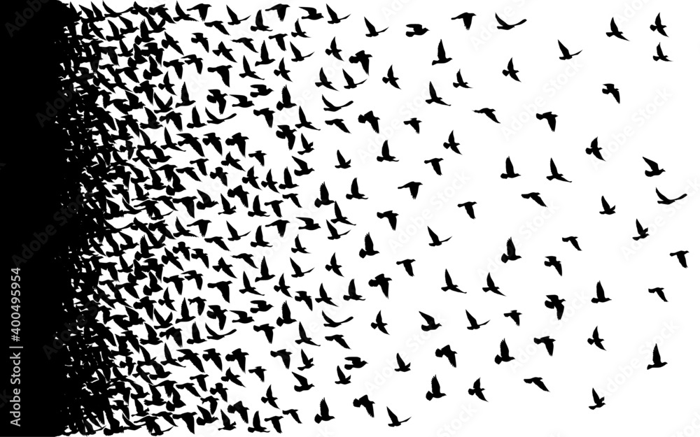 Flying birds silhouettes on white background. Vector illustration. isolated bird flying. tattoo design..
