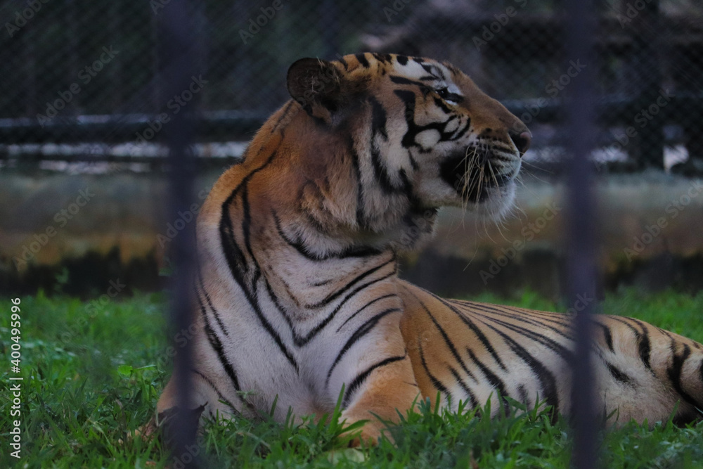 Obraz premium tiger in the zoo