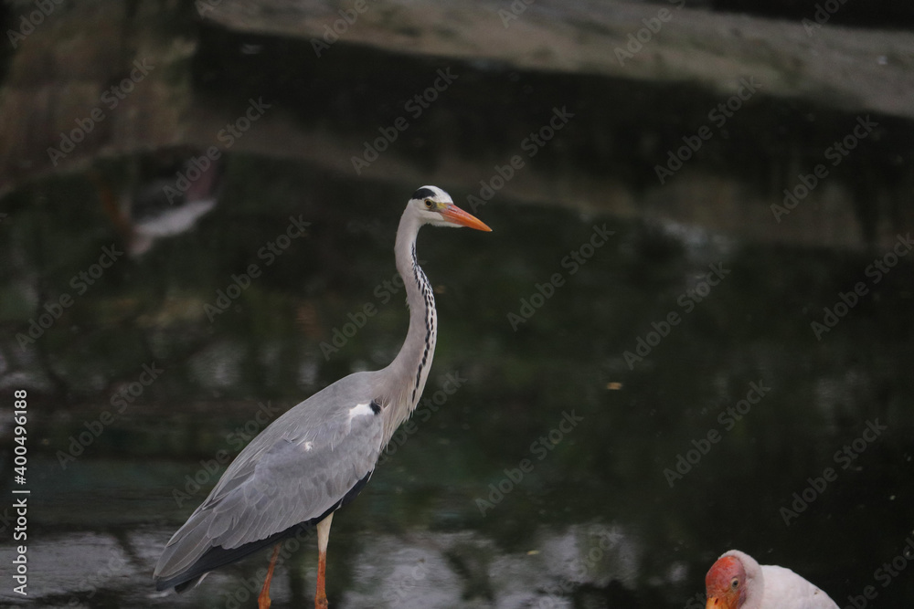 Naklejka premium great blue heron ardea cinerea