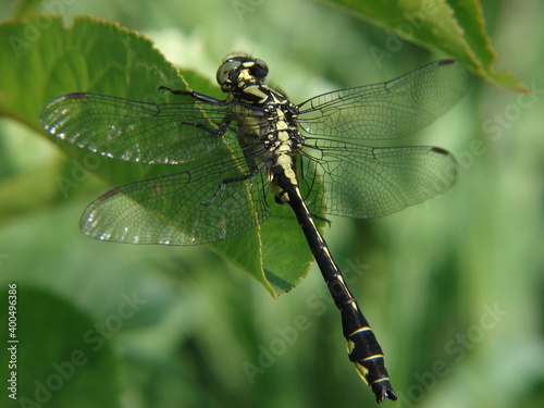 dragonfly sits on a leaf and bask in the sun