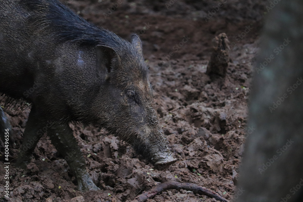 wild boar pig wild boar pig