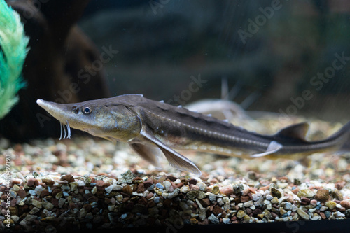 underwater photo of a Russian sturgeon Scientific name  Acipenser gueldenstaedtii - Type  Chordata - Class  Osteichthyes bony fish - Order  Acipenseriformes