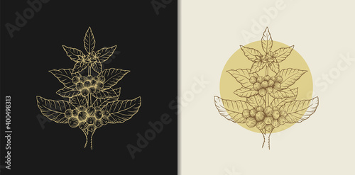 Coffee tree or plant logo. Vintage ink sketch drawing technique. Vector and illustration.