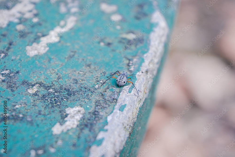 Obraz premium Spider