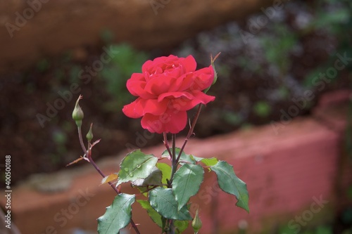 red rose in the garden