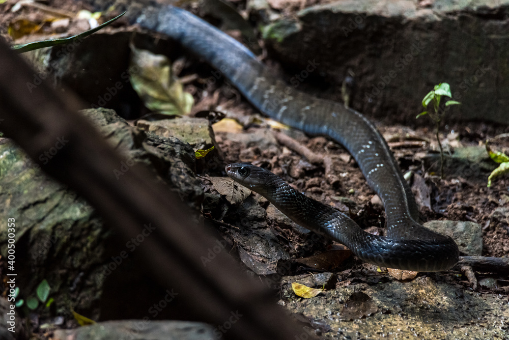 Indochinese rat snake (Ptyas korros) drinking water Thailand