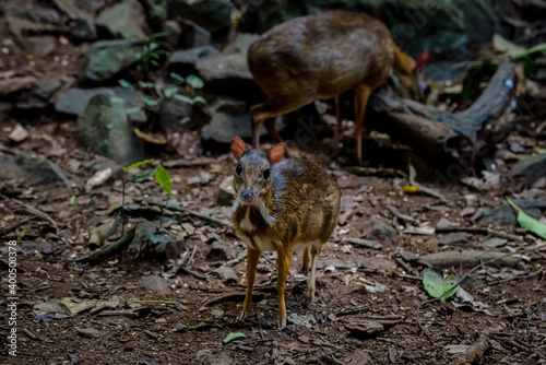 Lesser mouse-deer (Tragulus kanchil) walking in real nature at Kengkracharn National Park,Thailand. photo