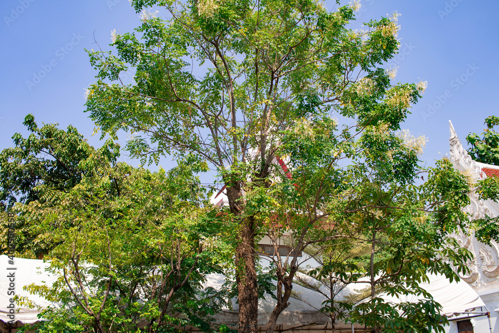 Fototapeta premium The temple's garden is surrounded by natural trees. Is a green space for people in the area