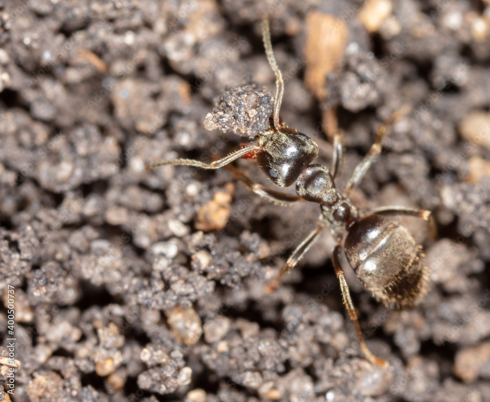 Ant crawling on the ground. Ant crawling on the ground.