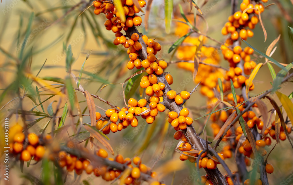 Orange berries of sea buckthorn on the branches Orange berries of sea buckthorn on the branches