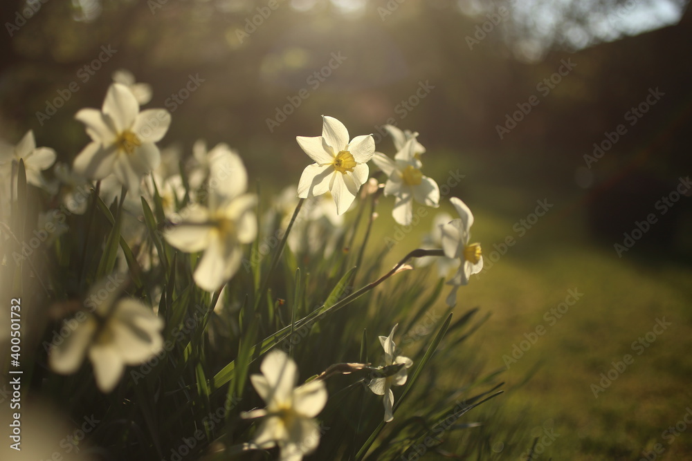 White narcissuses blooming in spring garden, green background