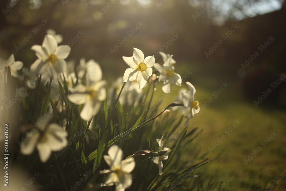 Obraz premium White narcissuses blooming in spring garden, green background