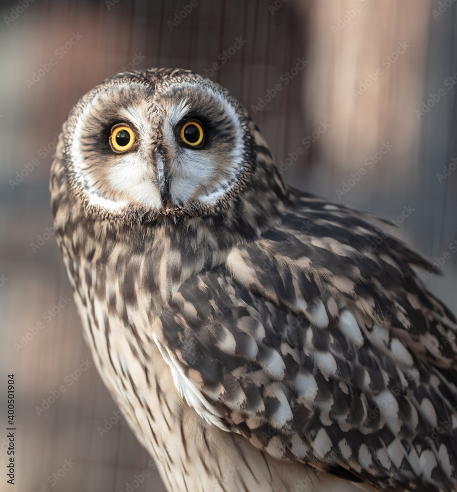 Obraz premium Close up portrait of an owl