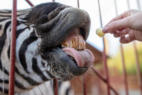 Zebra eats from the hand © schankz
