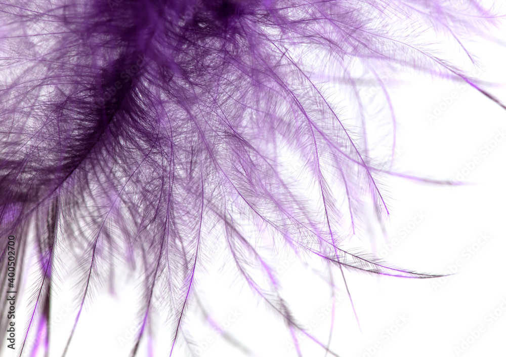 Obraz premium Purple feather isolated on white background.