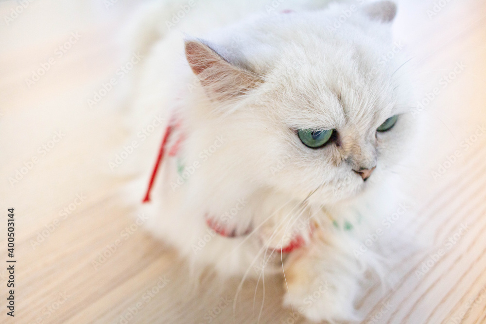 Fototapeta premium A white cat in pet cafe, the cat is booking, looking.