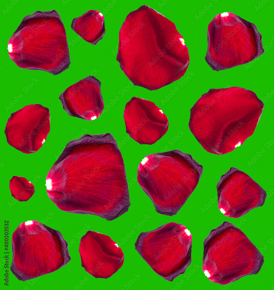Red rose petals isolated on a green Red rose petals isolated on a green