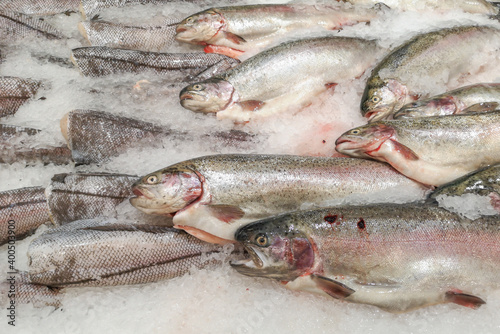 Trout fish in ice on the counter