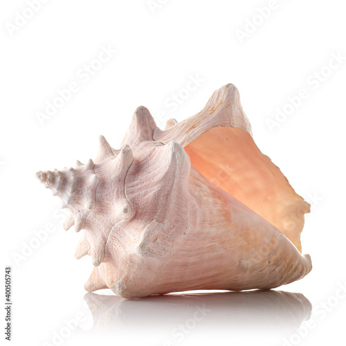 sea shell on a white background with reflection