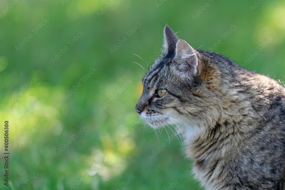 pet animal: portrait of alley cat