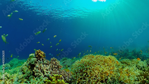 Tropical underwater sea fish. Colourful tropical coral reef. Scene reef. Philippines.