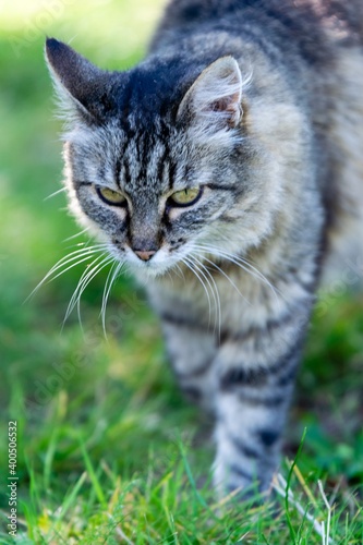 pet animal: portrait of alley cat © NAEPHOTO