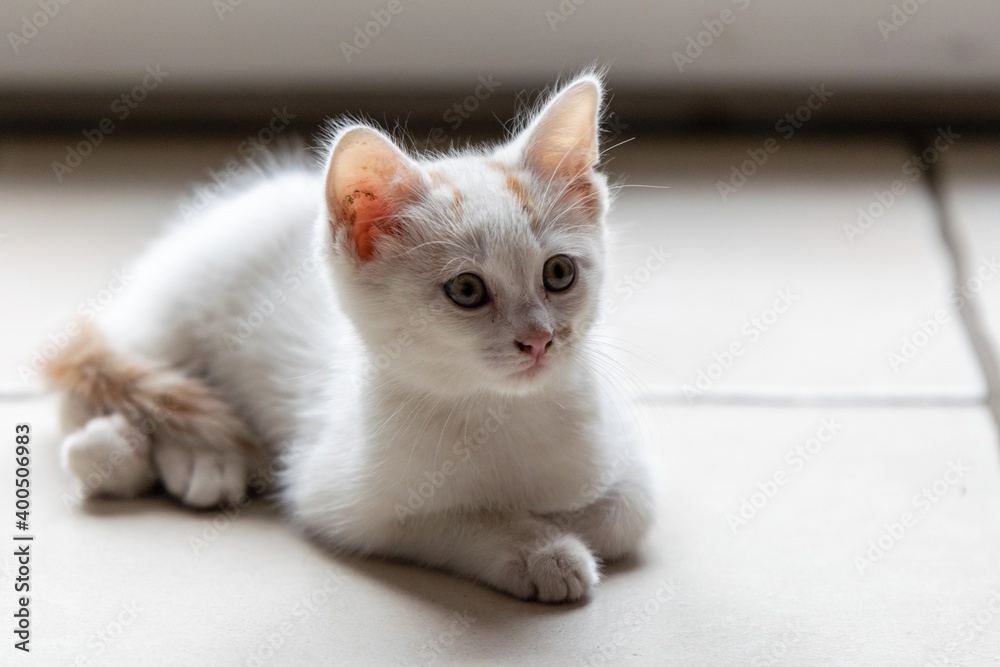 pet animal: portrait of alley kitten pet animal: portrait of alley kitten