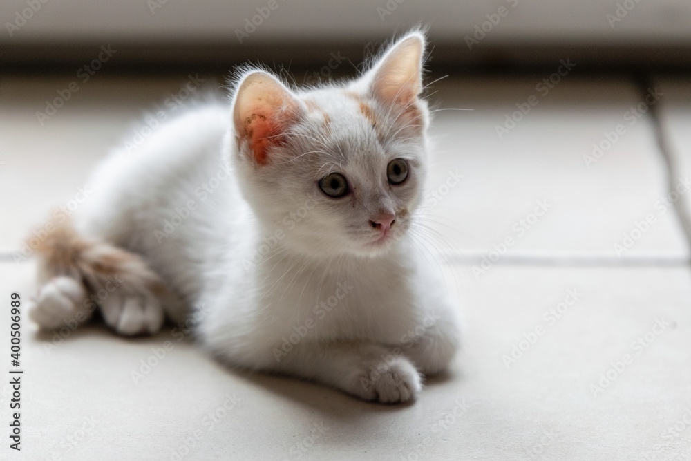 pet animal: portrait of alley kitten