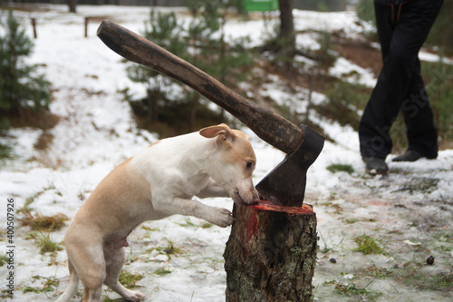 the dog eats raw meat from the pad on which the animal was butchered