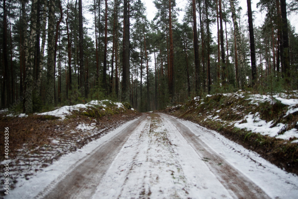 spring forest. snow melts in the pine forest. the beginning of March spring forest. snow melts in the pine forest. the beginning of March