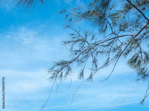 Pine leaves, pine cones, sky scene