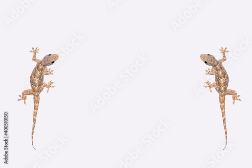 House lizard isolated