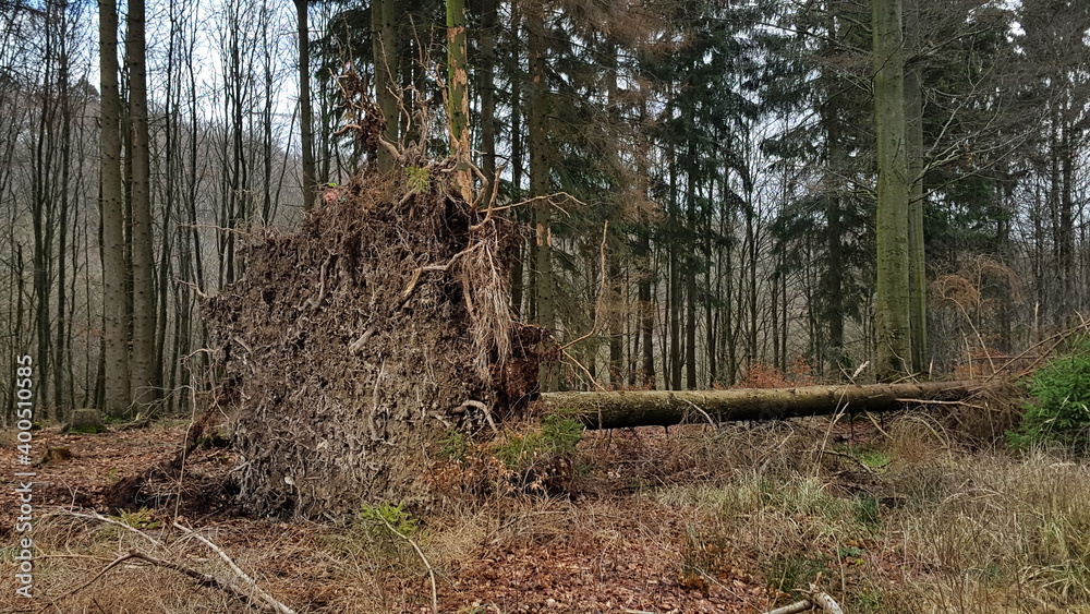 entwurzelter Nadelbaum liegt im Wald entwurzelter Nadelbaum liegt im Wald