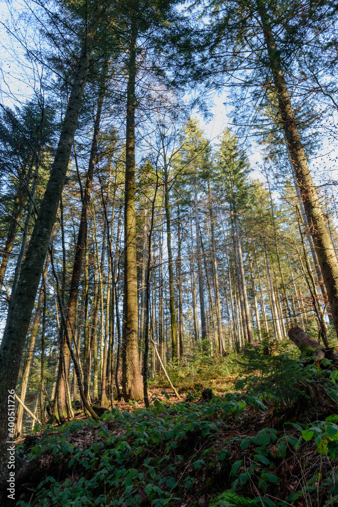 Fichtenwald in den bergen Fichtenwald in den bergen