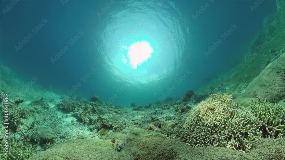 Tropical sea and coral reef. Underwater Fish and Coral Garden. Underwater sea fish. Tropical reef marine. Colourful underwater seascape. Philippines. Tropical sea and coral reef. Underwater Fish and Coral Garden. Underwater sea fish. Tropical reef marine. Colourful underwater seascape. Philippines.