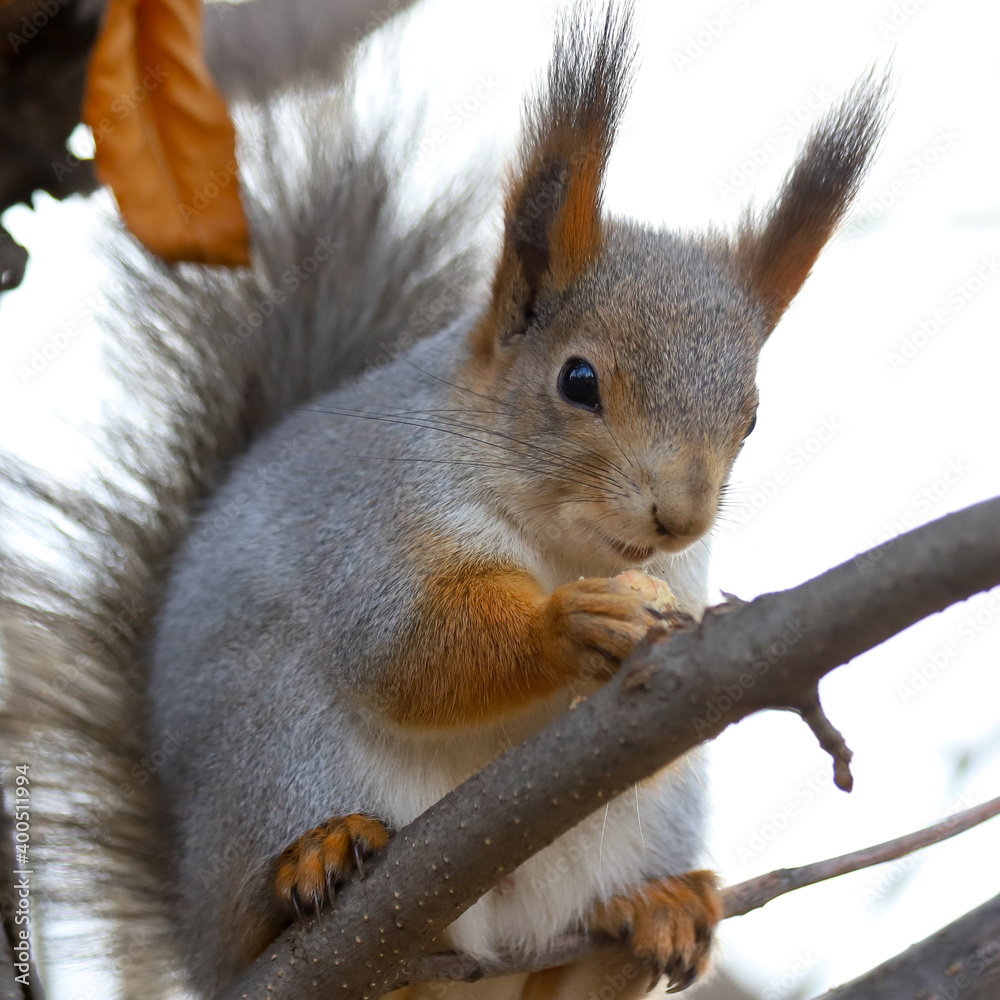Fototapeta premium Eurasian red squirrel - Sciurus vulgaris - in grey winter coat sitting on a tree branch and eating something