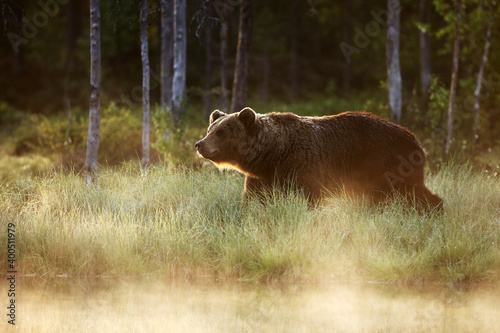 The brown bear (Ursus arctos) big male walking along the shore of the lake against the light. Bear in the golden haze of the setting sun.