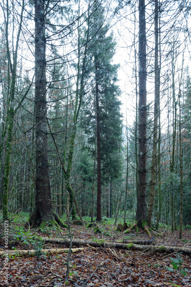 Fototapeta premium Fichtenwald in den bergen