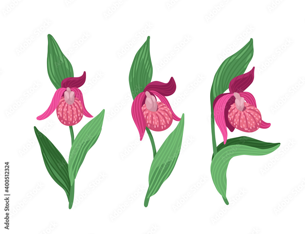 Lady's-slipper, Cypripedium, Rare plant, blooming wild flower, forest plant, vector flat drawing Lady's-slipper, Cypripedium, Rare plant, blooming wild flower, forest plant, vector flat drawing